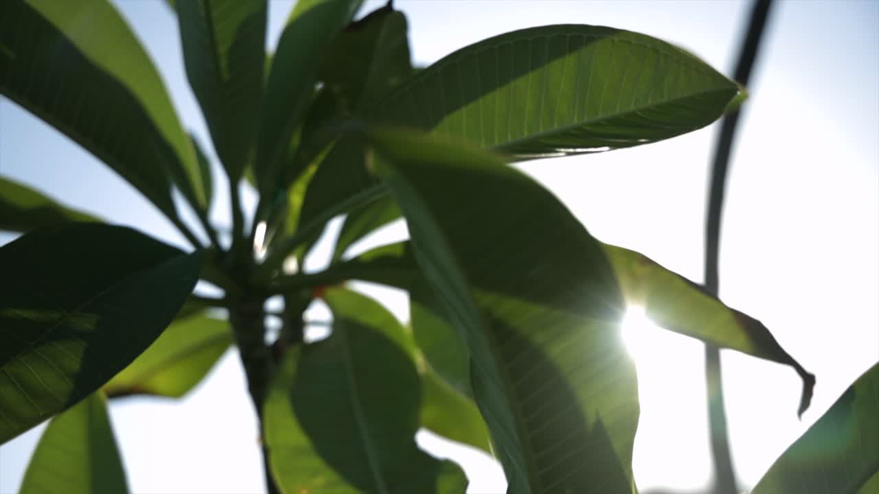 hermoso naturaleza planta grasa hojas hoja verde jardín lujo lujoso verano primavera fauna