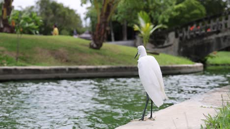 egret standing still beside a tranquil pond.