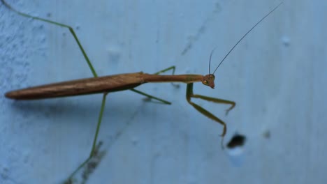 Praying-mantis-against-the-blue-wall