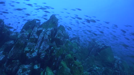 muchos peces que pasan sobre el arrecife submarino con el océano azul como fondo