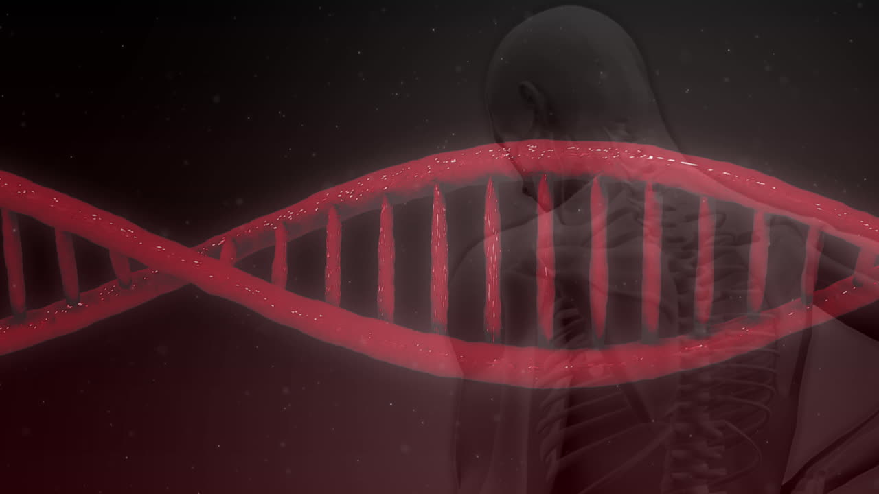 인체 위에서 회전하는 3d  ⁇ 은 dna 가닥의 애니메이션