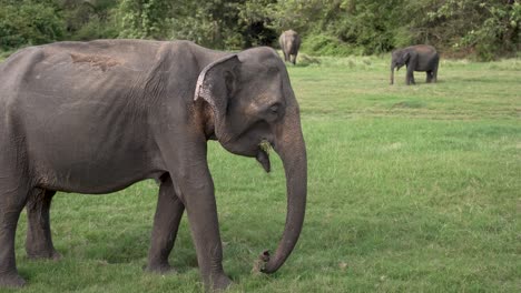 a wild elephant grazing in a green field at kaudulla national park, sri lanka.