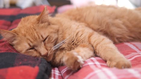 orange cat sleeping on a red and black plaid blanket