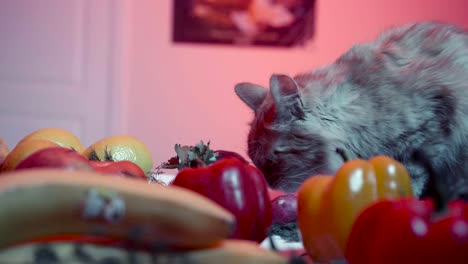 gato comiendo frutas y verduras