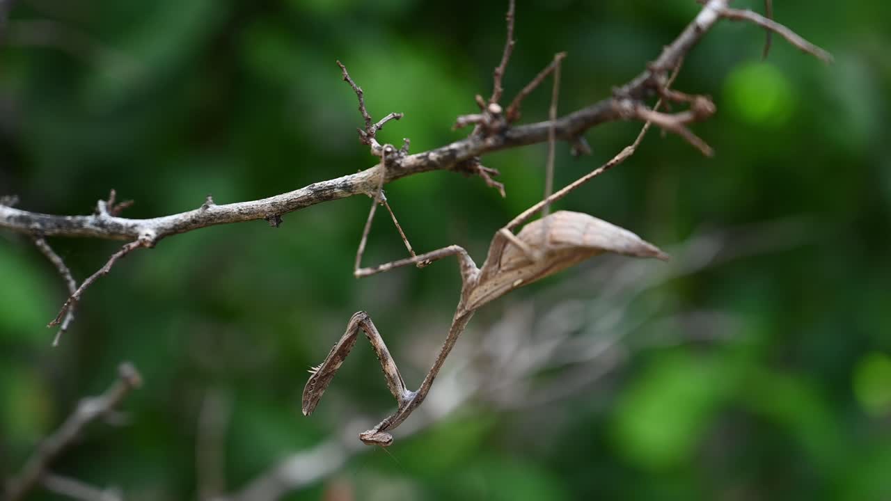 나뭇가지에 거꾸로 서있는 공작 사마귀의 야생 동물 축소 샷 - pseudempusa pinnapavonis