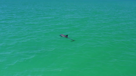 solo wild dolphin swimming with dorsal fin above ocean waves, 4k aerial drone