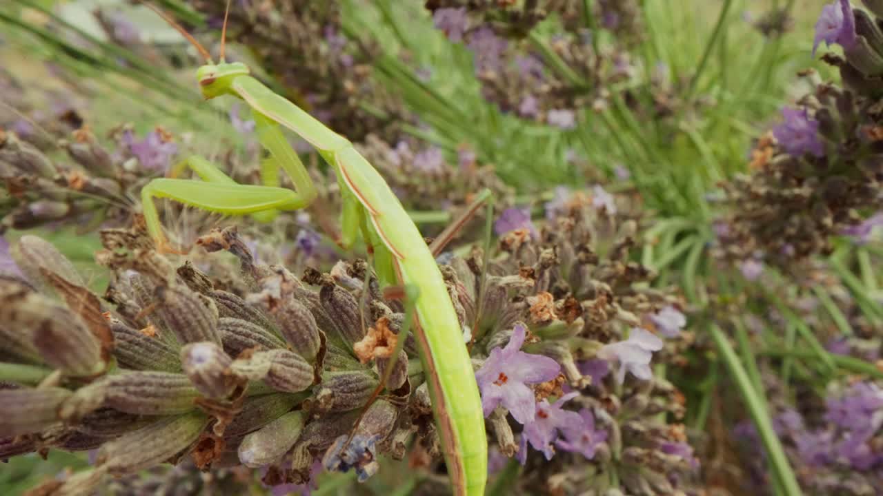 Makrobillede i nærbillede af en grøn bedende mantis, der bevæger sig hen over blomstrende lavendelblomster, med flyvende humlebier i baggrunden. Fredfyldt sommervildtscene med naturligt lys og lav dybdeskarphed.