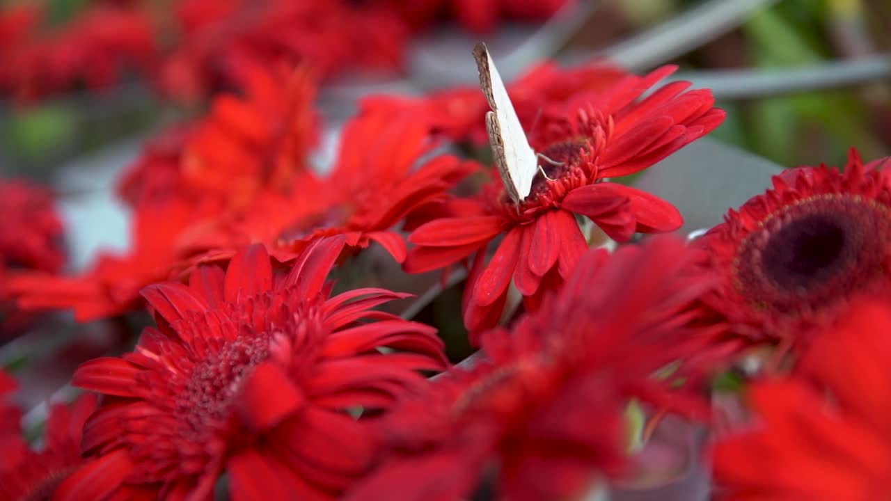 Beautiful white Butterfly sitting on a red flower in Singapore airport.
