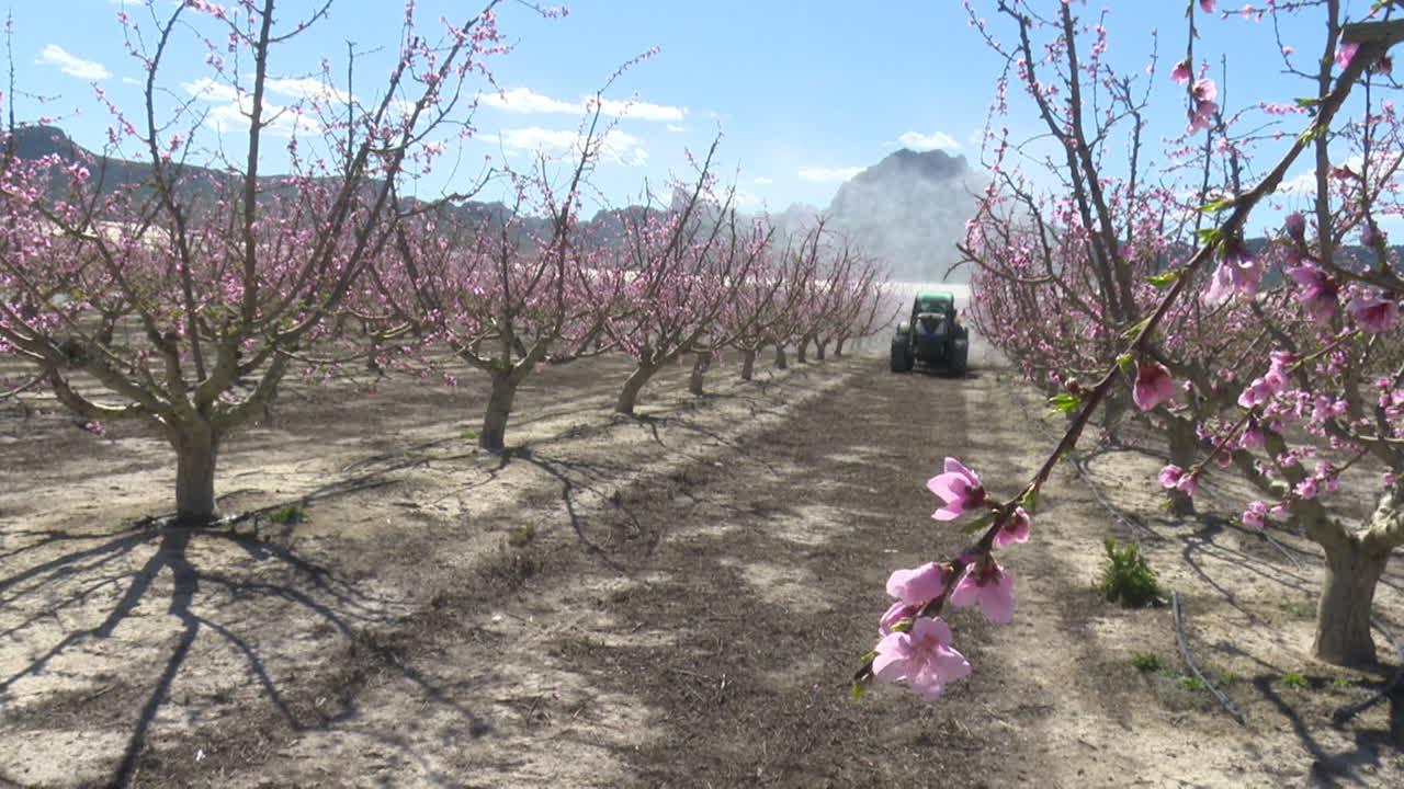 Peach Orchard in Bloom with Tractor Spraying