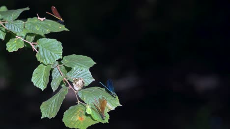 Close-up-of-a-blue-dragonfly-perched-on-reed,-Ebony-Jewelwing-flying-away-in-slowmotion