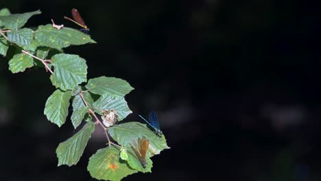 close up of a blue dragonfly perched on reed, ebony jewelwing flying away in slowmotion