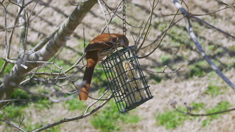 brown thrasher eating at a suet bird-feeder during late-winter in south carolina