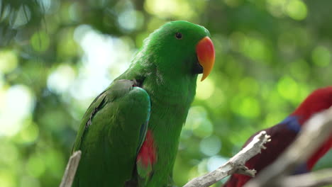 el loro verde macho de moluccan eclectus se rasca la cabeza con las garras de las piernas posadas en la ramita - cara de primer plano extremo en cámara lenta