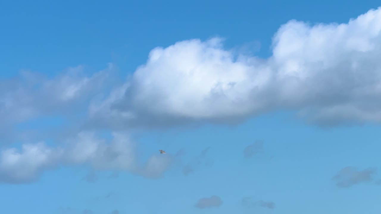 F-22 Raptor performs aerial maneuvers against a bright blue sky with scattered clouds at the Avalon Airshow in Geelong