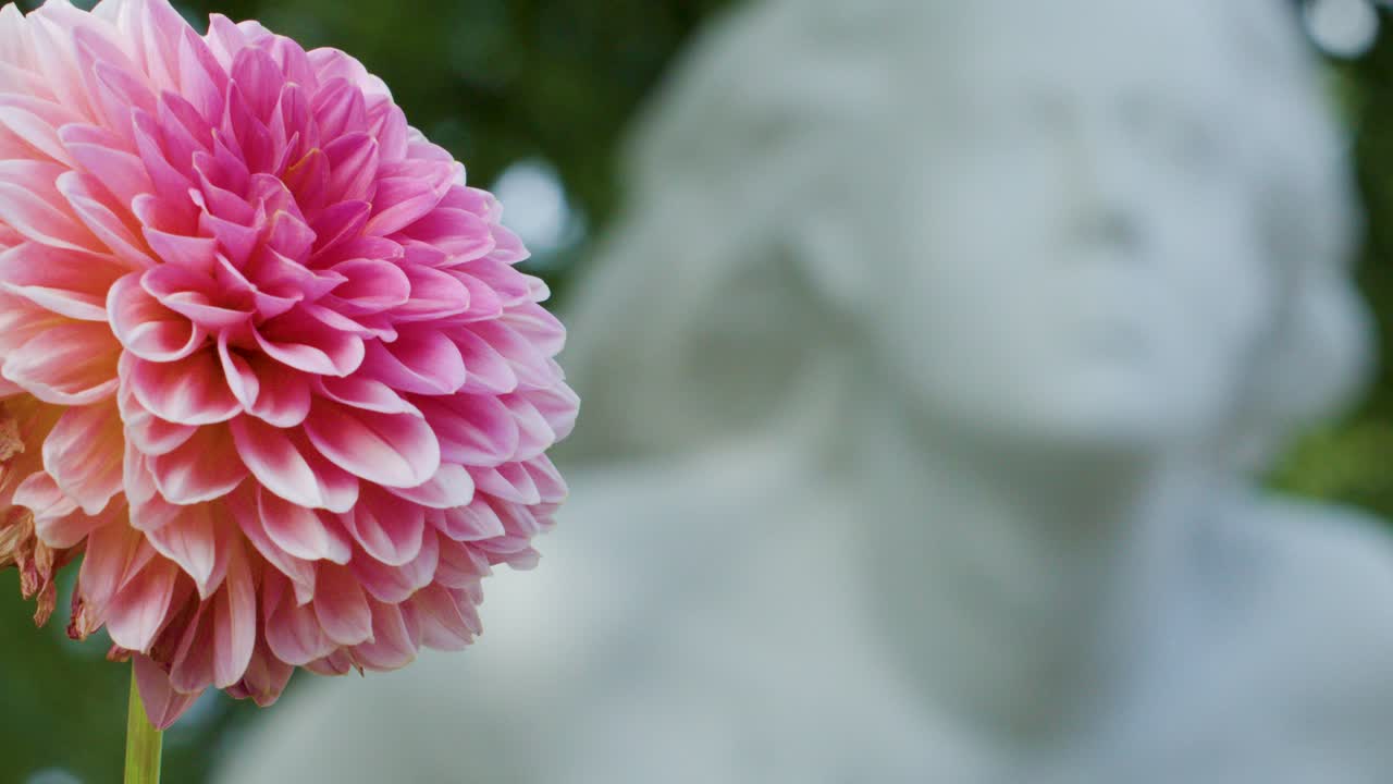 Macro shot of pink dahlia flower with soft-focus white statue in lush outdoor garden setting