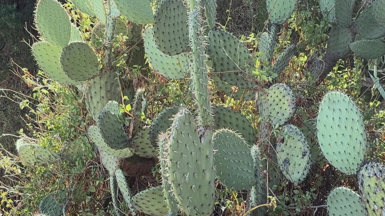 Densi cactus a fico d'India e vegetazione mediterranea che crescono sotto la luce intensa del sole lungo la Costa Azzurra a Nizza, Francia.