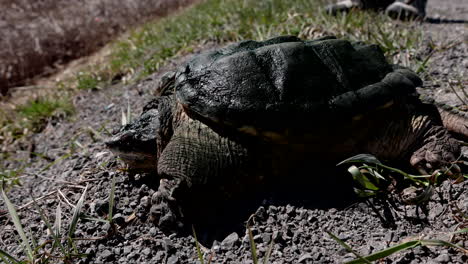 enorme tortuga mordedora al lado de la carretera