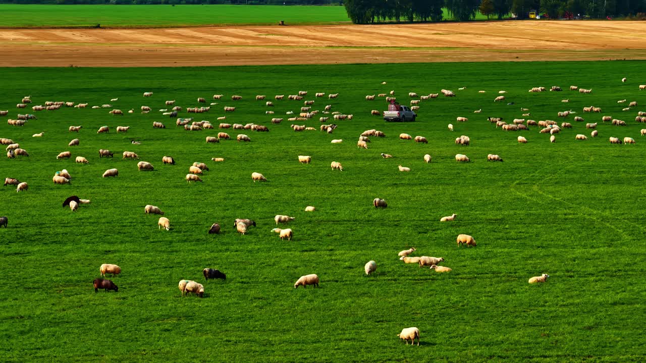 Greggede di pecore che pascolano in un campo verde sotto il sole splendente, vista aerea