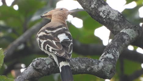 hoopoes chillings on tree