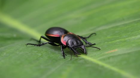 Static-shot-of-a-large-Ground-Beetle-Mouhotia-Batesi-with-reflective-metallic-appearance-idling-and-resting-on-a-large-swaying-leaf-in-a-tropical-forest-in-Thailand-Asia