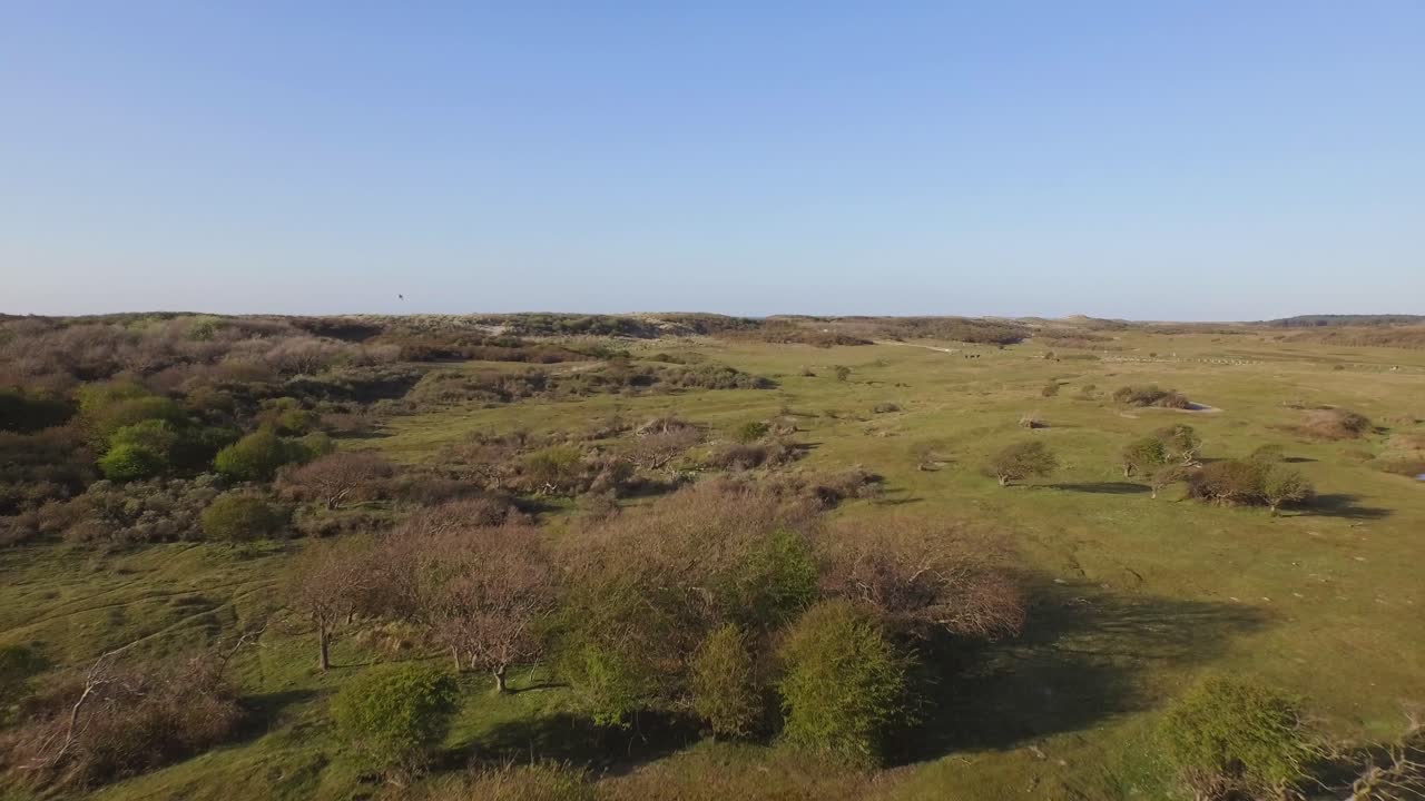 Aerial: The dune nature reserve of Oostkapelle with grazing ponies