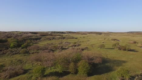 antena: la reserva natural de dunas de oostkapelle con potros pastando