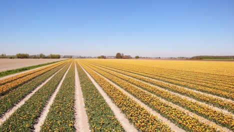 Aumento-Aéreo-Sobre-Hermosas-Hileras-De-Tulipanes-Amarillos-En-Los-Campos-De-Hoeksche-Waard