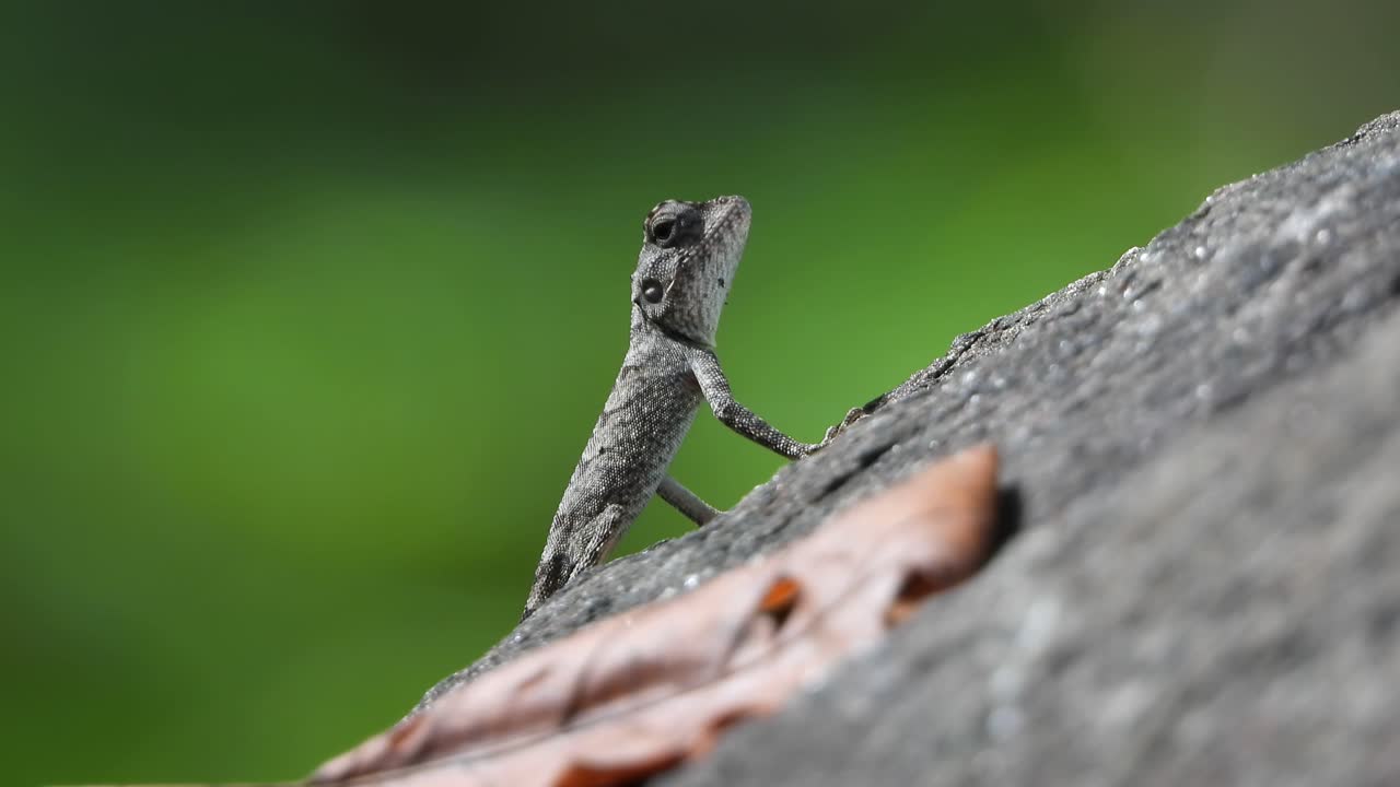 작은 도마뱀 uhd mp4 4k 비디오 .