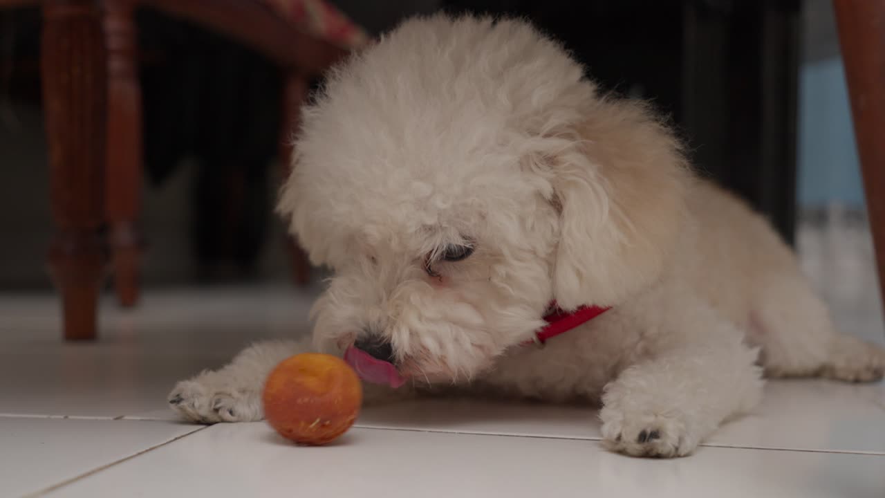 un pequeño perro peludo masticando un juguete naranja en un piso de baldosas blancas en el interior