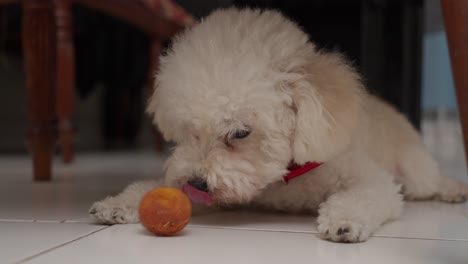 small fluffy dog chewing an orange toy on a white tiled floor indoors