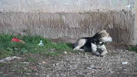 stray dog resting on rough ground beside wall