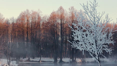 misty morning in winter forest. snow covered trees in forest. mist over river