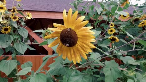 Blühende-Sonnenblume-Und-Arbeitende-Bienen
