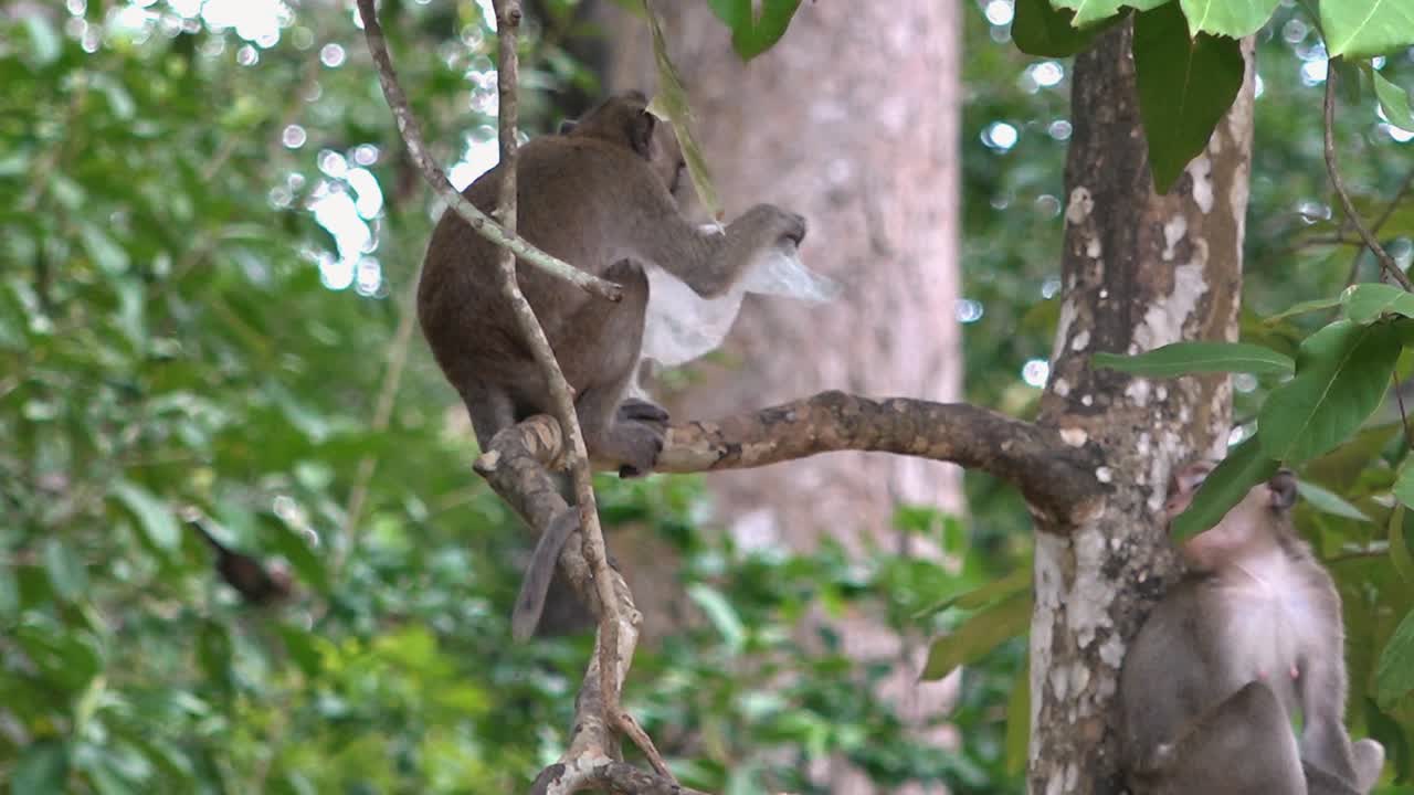 mono macaco en un árbol lamiendo una bolsa de plástico de un solo uso