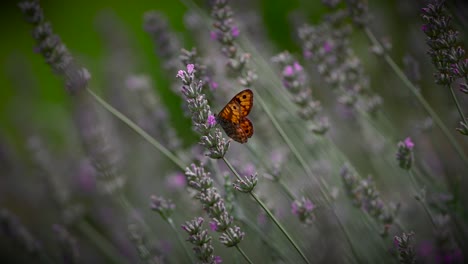 Nahaufnahme-Eines-Weißen-Schmetterlings,-Der-In-Zeitlupe-In-Der-Natur-In-4k-Fliegt-2