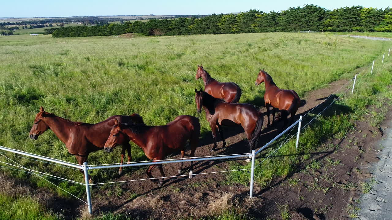 caballos en el paddock durante la hora dorada