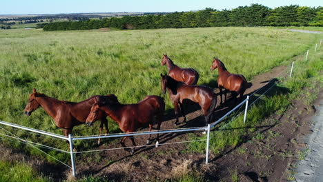 horses in paddock during golden hour