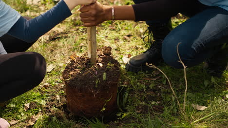 Child and her friend are planting a small tree in the woods