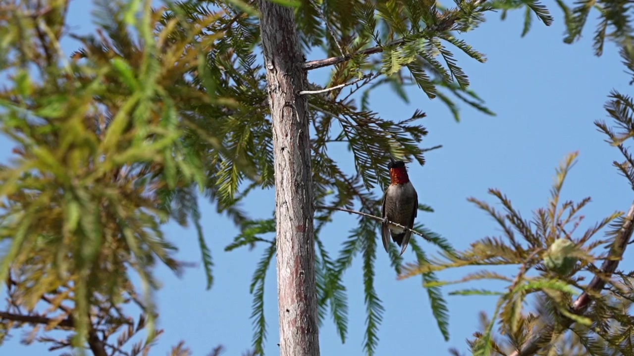 Colibrí garganta de rubí en cámara lenta volando hacia una rama.