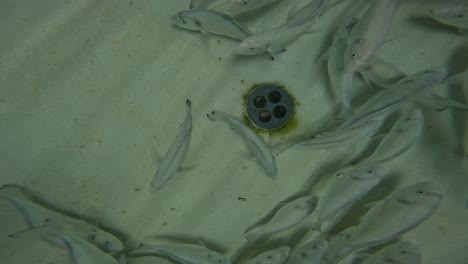 peces pequeños nadan en el fondo del estanque en la agricultura marina o el cultivo basado en la acuicultura