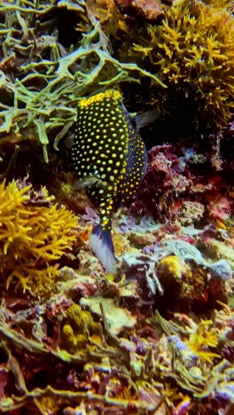 spotted boxfish hovering among colorful coral and seaweed on tropical reef bed