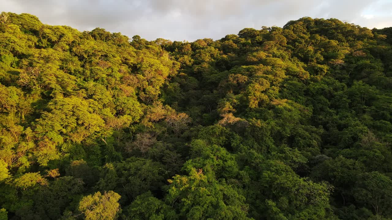 video aéreo de la selva tropical costera durante la colorida puesta de sol