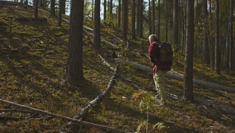 man is lost in forest mushroom picker or hiker is walking alone between high trees finding path danger of travelling in woodland alone