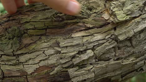 bark pear tree surface, wood trunk