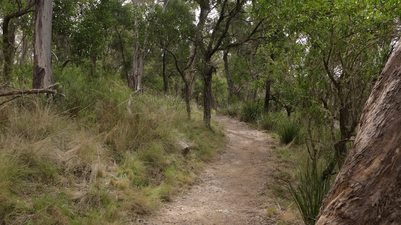 foto tomada a mano de la pista de las cataratas de wollomombi, parque nacional de los ríos salvajes de oxley, nueva gales del sur, australia