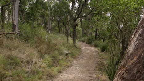 Tiro-De-Mano-De-Wollomombi-Falls-Track,-Parque-Nacional-De-Oxley-Wild-Rivers,-Nueva-Gales-Del-Sur,-Australia