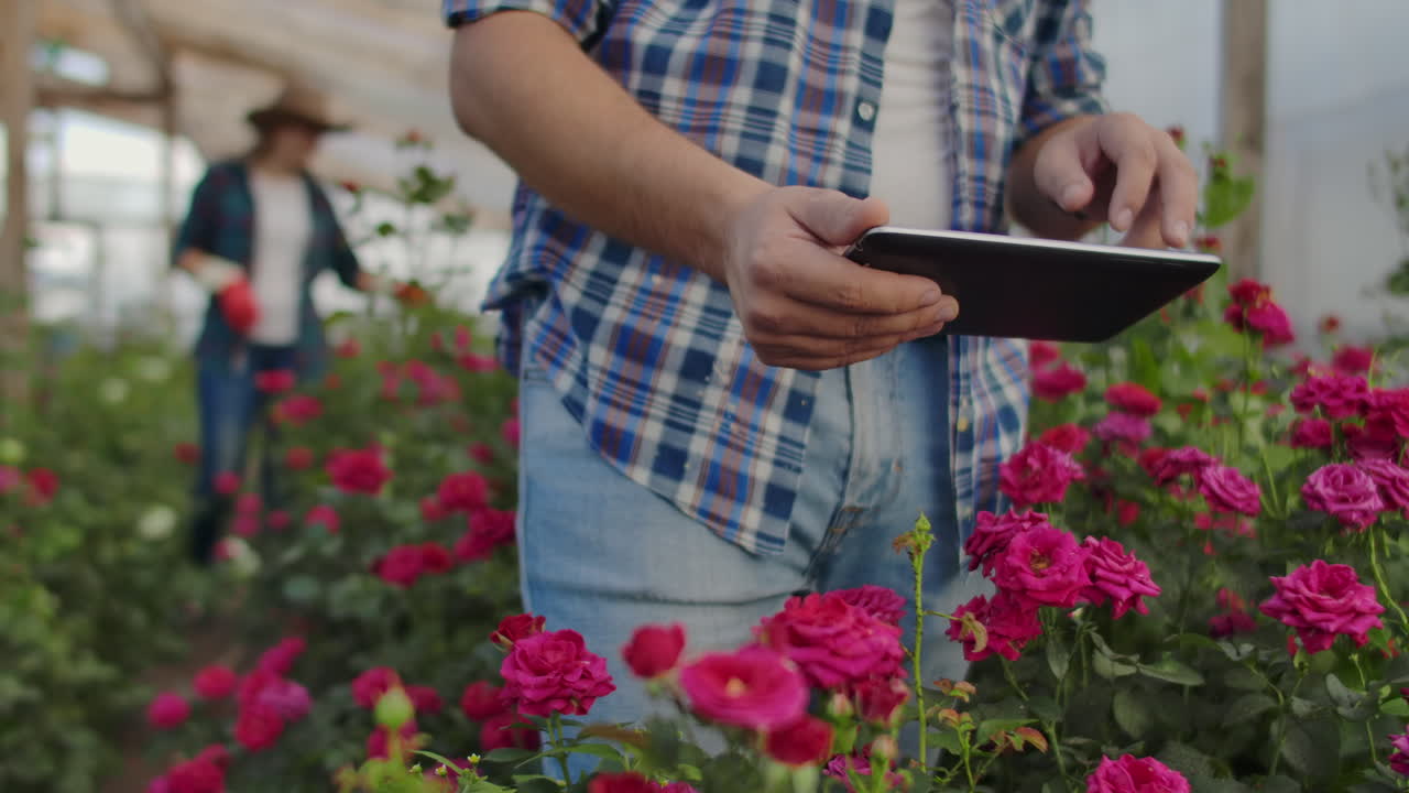 los agricultores modernos de rosas caminan a través del invernadero con una plantación de flores tocan los brotes y tocan la pantalla de la tableta.