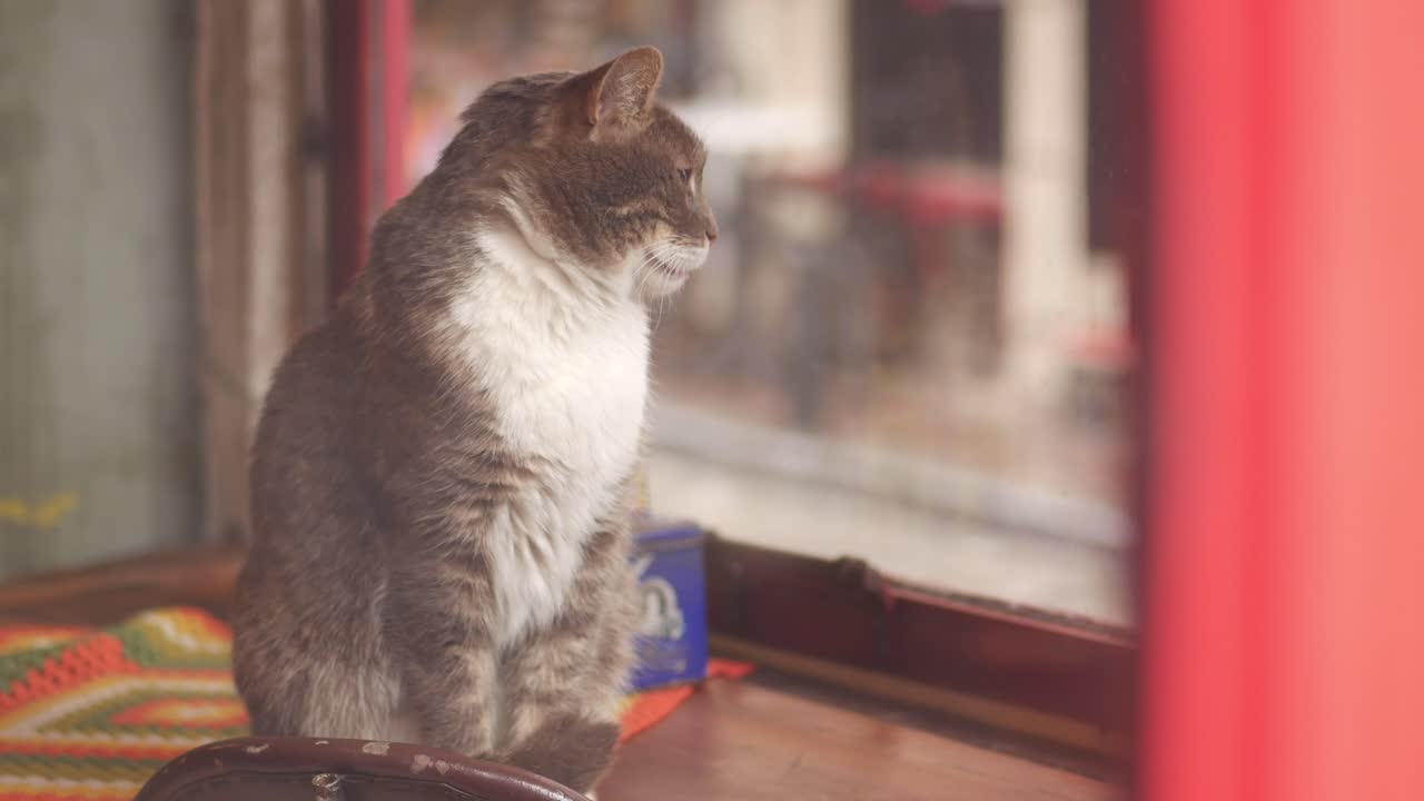 창문 에 앉아 있는 회색과 색의 고양이