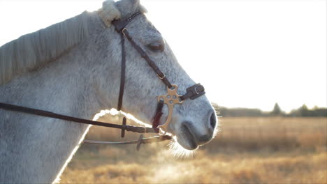 un caballo blanco respirando humo por la nariz en un frío día de invierno