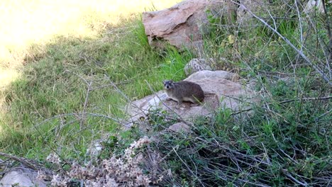 Rock-Hyrax-De-Pie-Sobre-Una-Piedra-En-La-Sabana-Africana-Mirando-A-La-Cámara